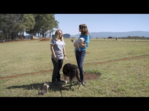 वीडियो: कृपया बाँटें! कुत्तों के लिए विशेष मुफ्त दत्तक ग्रहण कार्यक्रम लॉरेंस काउंटी पशु आश्रय से बचाया