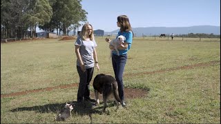Adoption application tips - At Home With PETstock - Forever Friends Animals Rescue