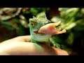 BEARDED Dragons And Green Basilisks East Pinkie Mice For Calcium | Lizard Feeding