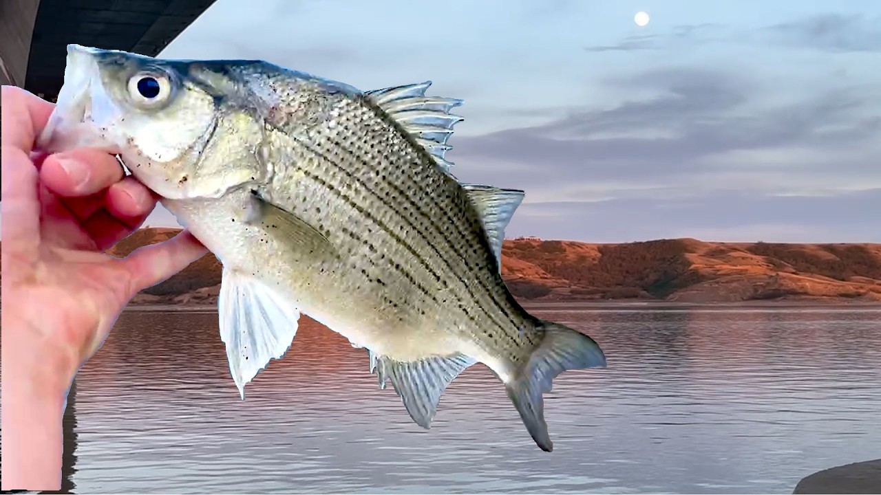 Multi Species Bass Fishing at Sakakawea!