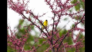  American Goldfinch Singing