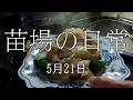 (580) 苗場ひとり暮らし　5月21日