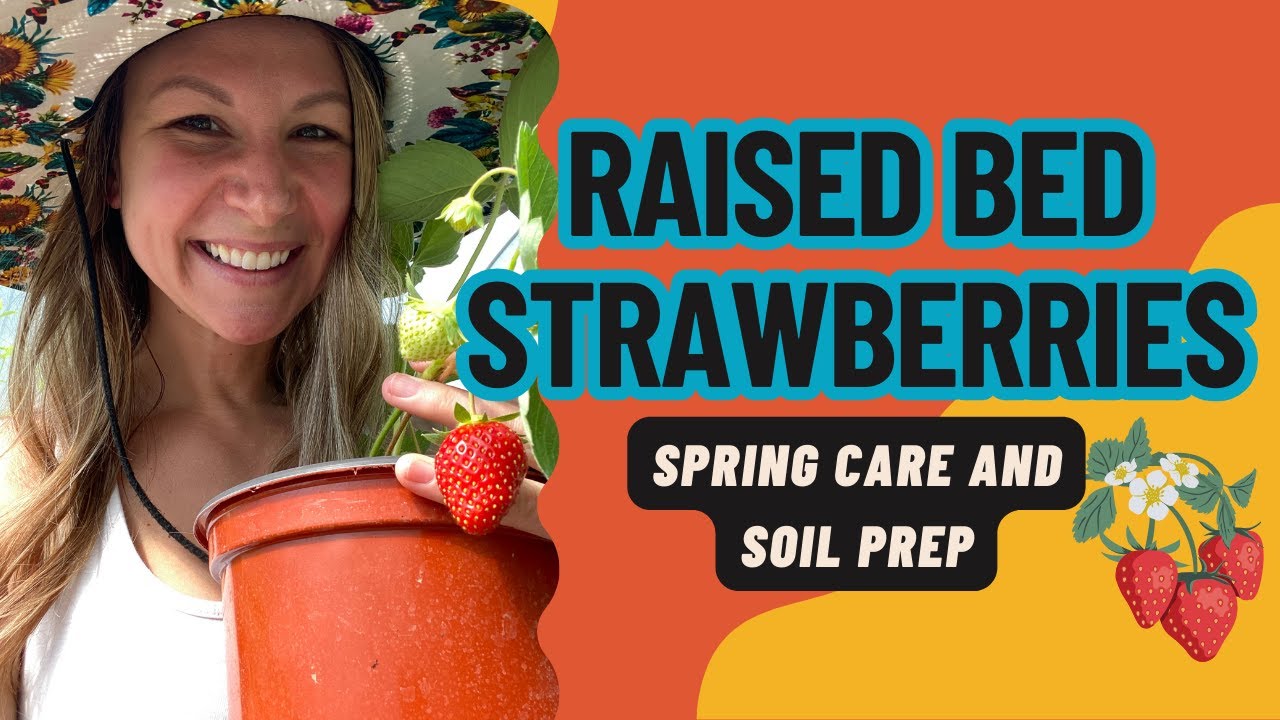 Spring Care and Soil Prep for Raised Bed Strawberries | Maximize Growth for Bountiful Harvest 🍓🌱