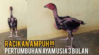 ASLI Kasih Racikan ini !! Anak Ayam Usia 3 Bulan maksimal pertumbuhan   Tulangan tebal&Merah merona