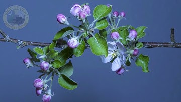 SURAT AL ASR سورة: العصر (THE TIME) (103) العفاسي