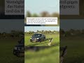 Mann fährt mit Pick-up in Gänsefamilie