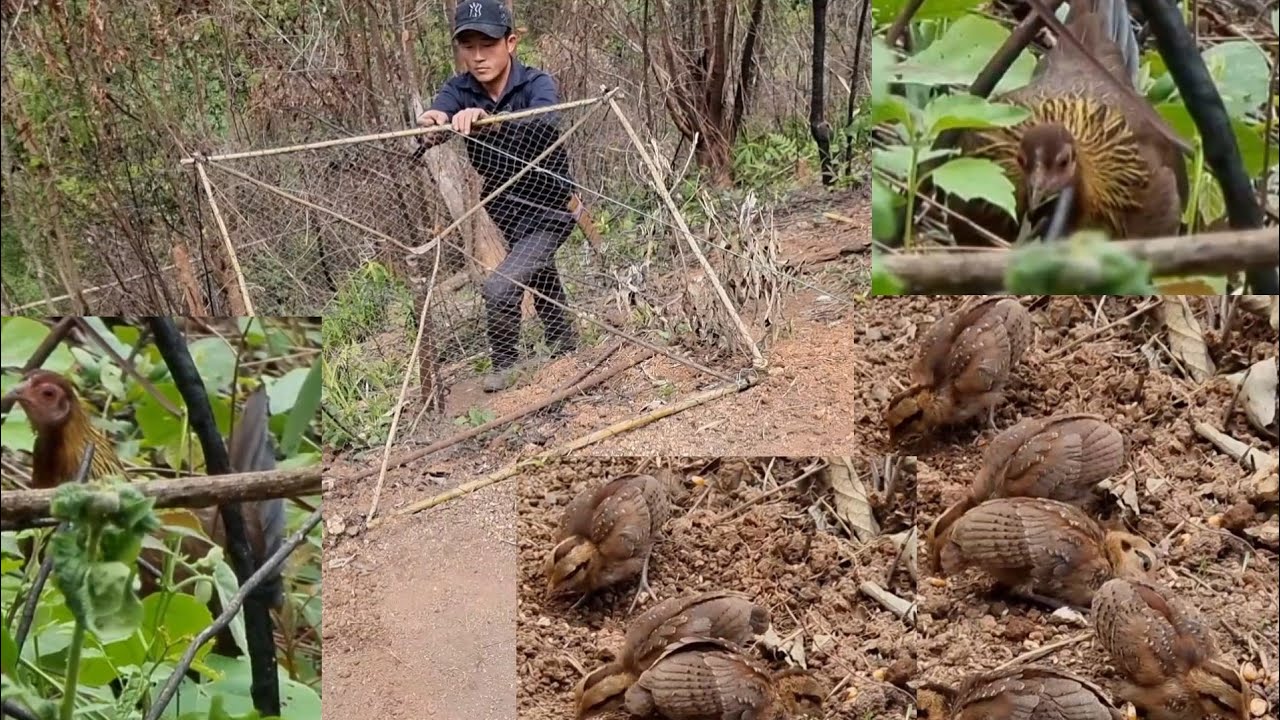 วีทีจักไก่ป่ามาลง้ง cuas qaib qu coj lo yug