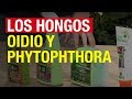 Los hongos oidio y phytophthora  compo jardinera