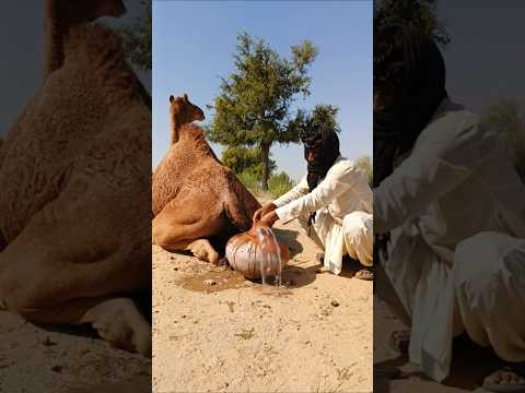 كان الر ج ل ي عال ج الج م ل ب ط ريق ة ش ع ب ي ة ف إ ذ ب الماء ي نس ك ب ف جأ ة م ن الإ ناء