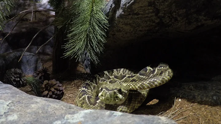 Eastern Diamondback Rattlesnake vs GoPro