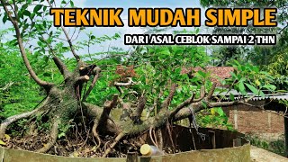 Starting from a small cutting!!! Creating a special kimeng bonsai!!! From 0 to 2 years