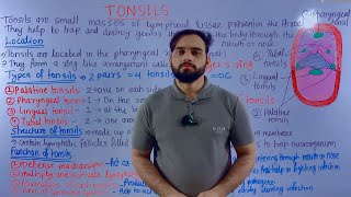 Tonsils anatomy | tonsils anatomy and physiology | tonsils anatomy in Hindi The Tonsils Anatomy And Physiology
