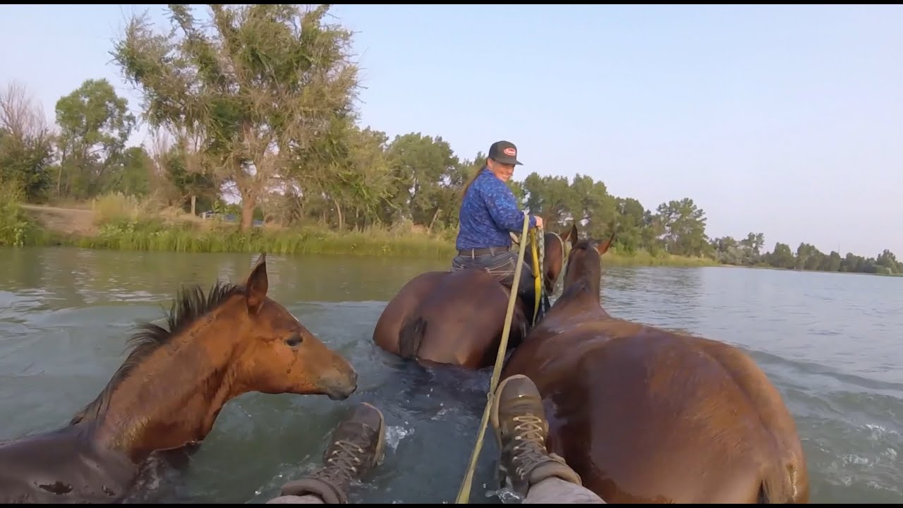 Jojo Riggs Fun In The Lake With Riggs, JoJo, and JoZee Foal - YouTube