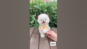 Thumbnail of sevimli köpek 🐩🐩🐩  senden güzeli mi var - Emre Fel