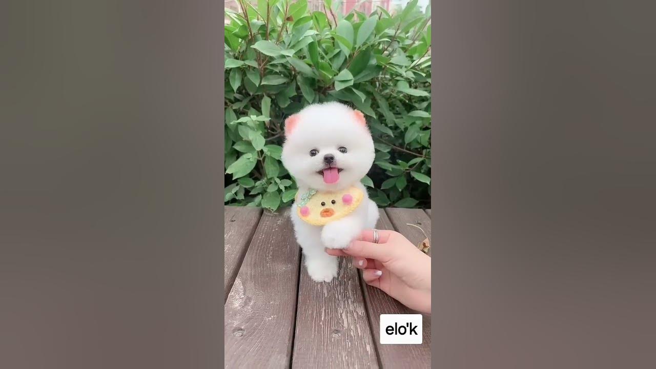 sevimli köpek 🐩🐩🐩  senden güzeli mi var - Emre Fel