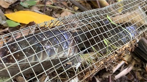 Bất Ngờ Thăm Luồng Bẫy Rắn Chạy Muốn Đủ Bẫy