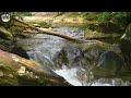 White Noise No Ads | Sleep Fast and Stay Asleep All Night Long