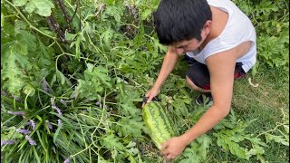 Nuestra primera sandía