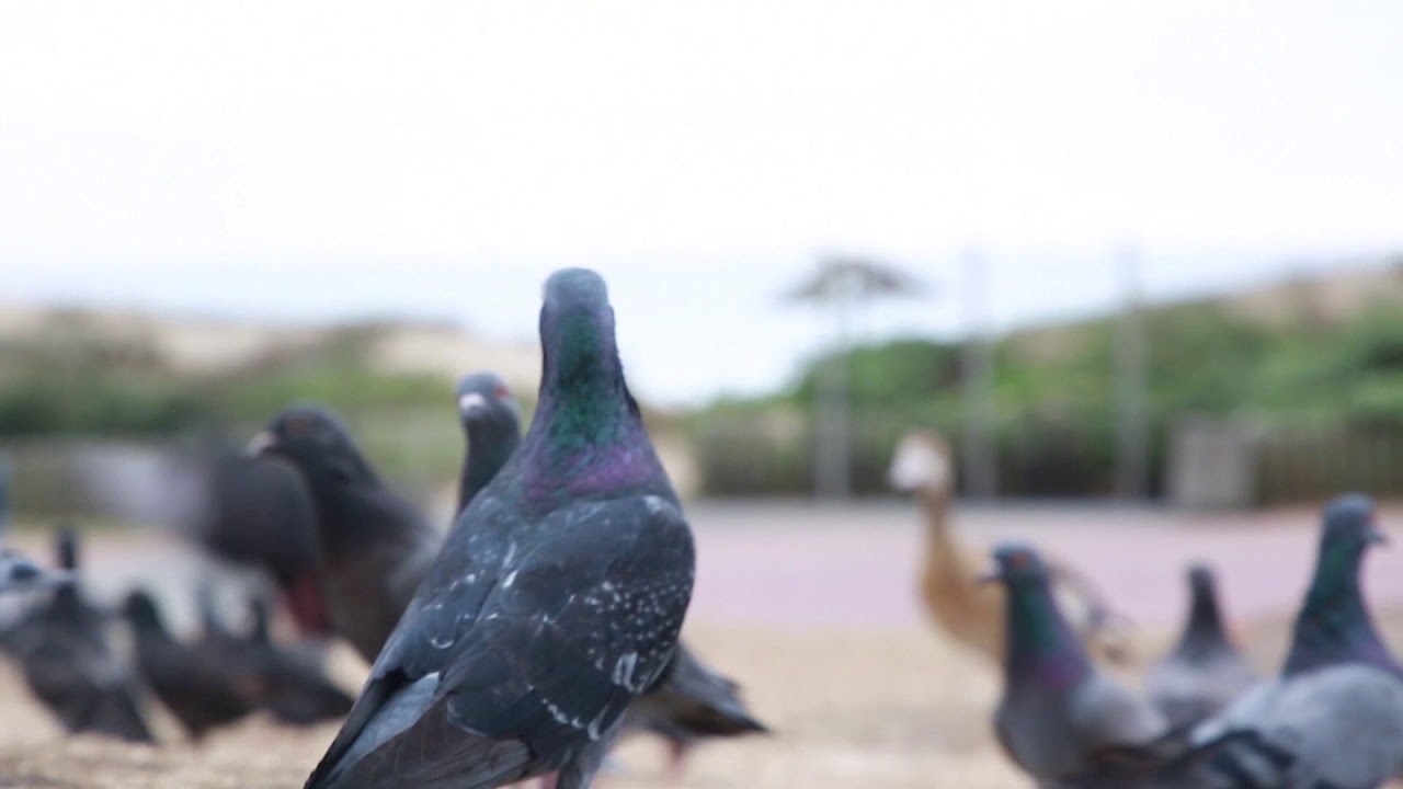Street pigeons YouTube
