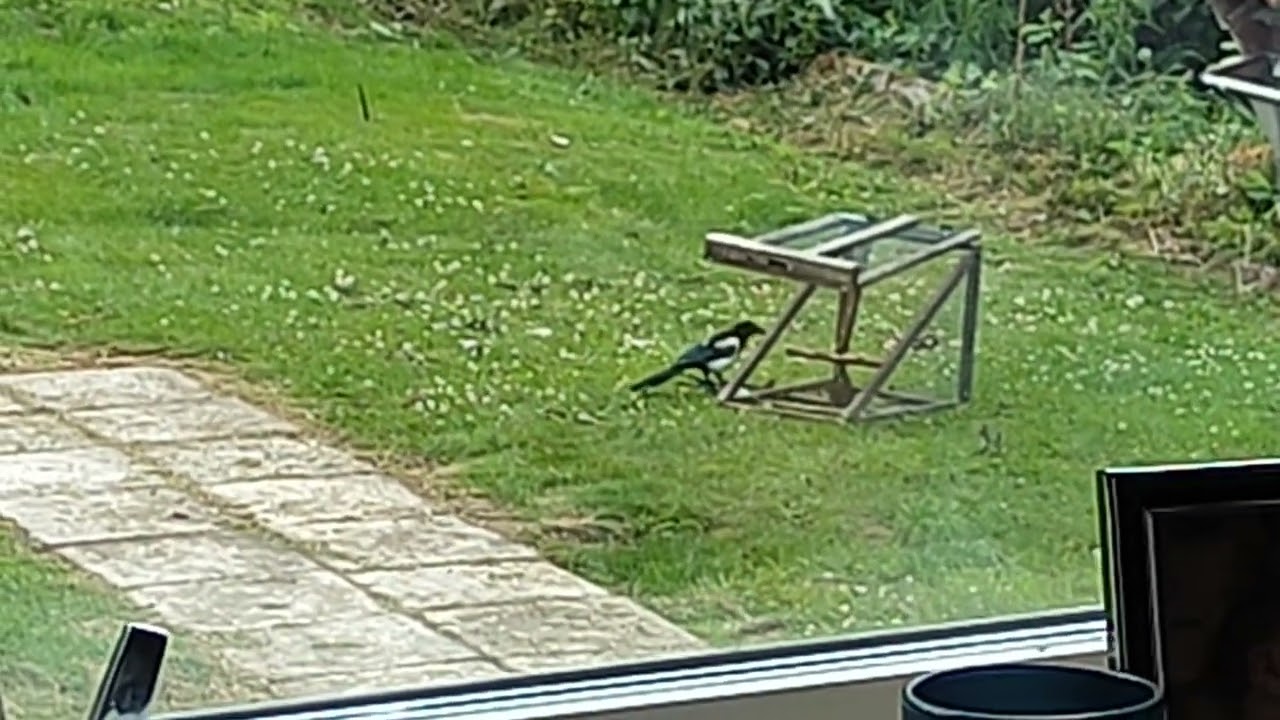 Magpie trap. Live capture trap.