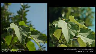 Canon EOS-M 10-bit vs FUJIFILM X-H1 8-bit | Utopia vs ETERNA