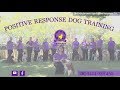 How to Train Your Dog using Positive Reinforcement (Positive Response Dog Training) How to Train Your Dog using Positive Reinforcement (Positive Response Dog Training)