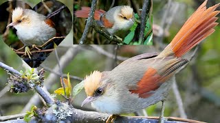 Creamy-crested Spinetail is a bird species found in South America,