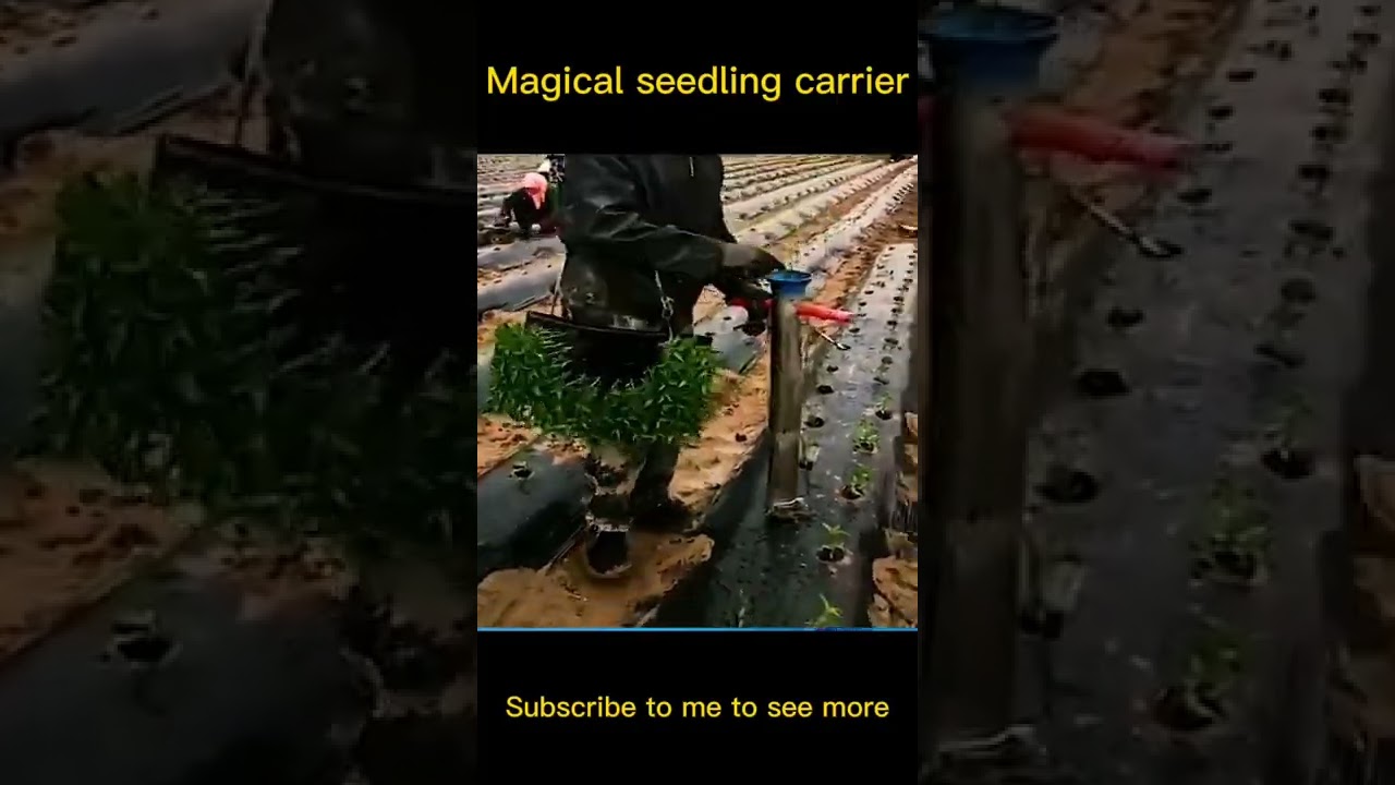 Seedlings Carrier