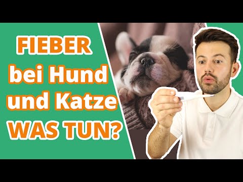 Video: Nett sein (mit Bildern)