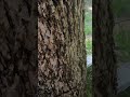 Dropping the Pecan with a Stihl 500i #Stihl #treeremoval #professional #johndeere #trees #viral