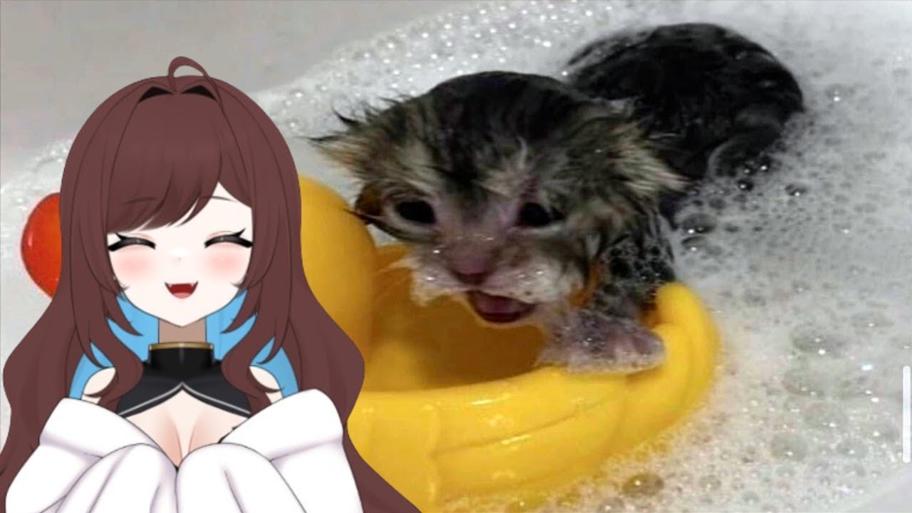 Pinebaby reacts to cats that threaten human existence (smooth brain edition)