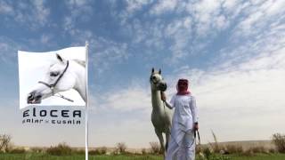 الفرس اليوسيا  | ELOCEA HORSE