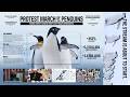 Penguins International - Protest March Of The Penguins (Case Study) | Campaign