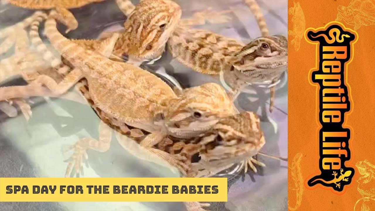 Central and Hypo Trans Bearded Dragon Babies | Reptile Life Adelaide