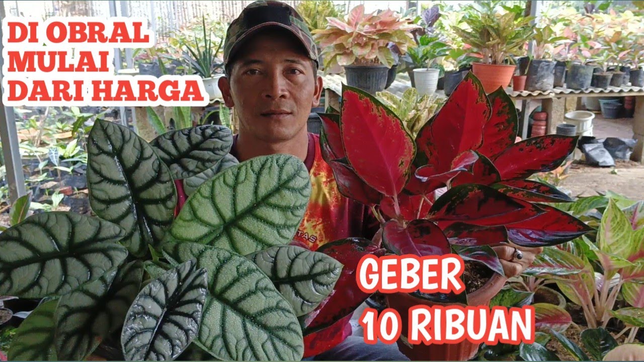 DI OBRAL MULAI DARI HARGA 10 RIBUAN