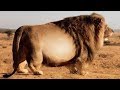 5 जानवर जो मोटापे का शिकार हो गए | 5 FATTEST Animals Ever Seen