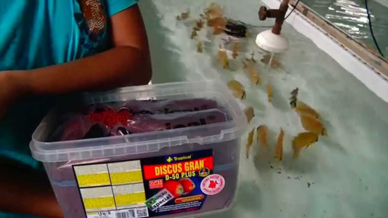 tropical discus d50 plus