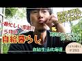 初夏の自給暮らし【ぐるりの暮らし#293】5月は自給的な暮らしにおいて一番忙しい季節です