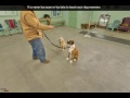 Canine College | Holbrook, MA | Dog Training Canine College | Holbrook, MA | Dog Training