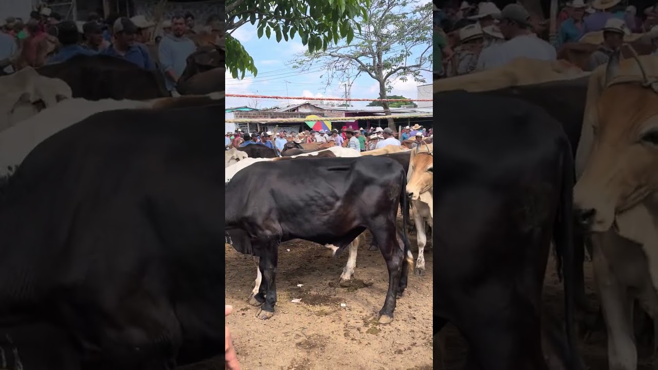 Ambiente en Tiangue de San Rafael Cedros