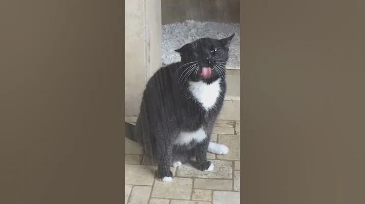 Video 1429501: compilation best animals, enjoy compilation, funny cat