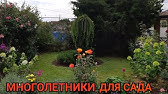 Высокие многолетники. Выпуск 2 - YouTube