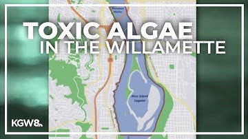 Toxic algae reported in the Willamette River