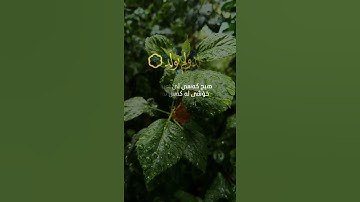 سورة الإخلاص | القارء ماهر المعیقلي | قل هو الله احد