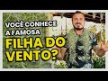 VOCÊ CONHECE AS FAMOSAS FILHAS DO VENTO? | COM MURILO SOARES | SPAGNHOL PLANTAS