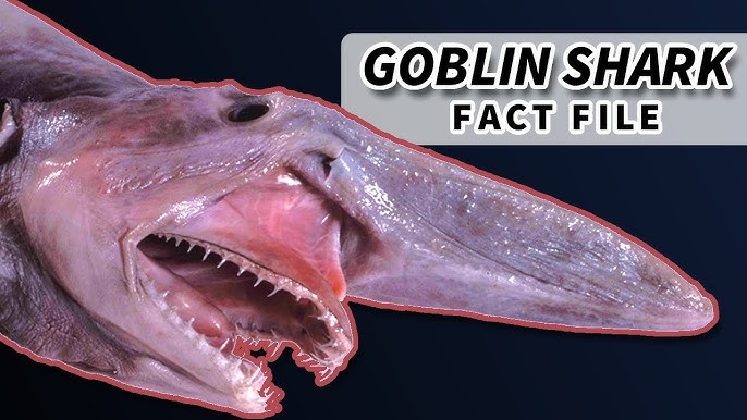 Blobfish, Marine Wiki