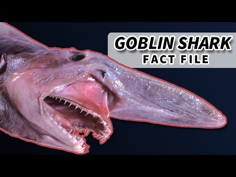 Goblin Shark Facts: Nightmare of the Deep | Animal Fact Files