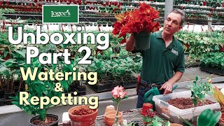 Logee's Unboxing - Part 2 of 3 (Watering and Repotting Your Tropical Plants from Logee's)