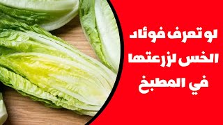 لو تعرف فوئاد الخس لزرعتها في  المطبخ