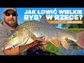 347 jak owi wielkie ryby w rzece rekordzista polski opowiada wdkarska feeder kuchnia cz3